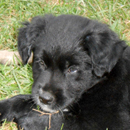 Little Boy Blue was adopted in August, 2013